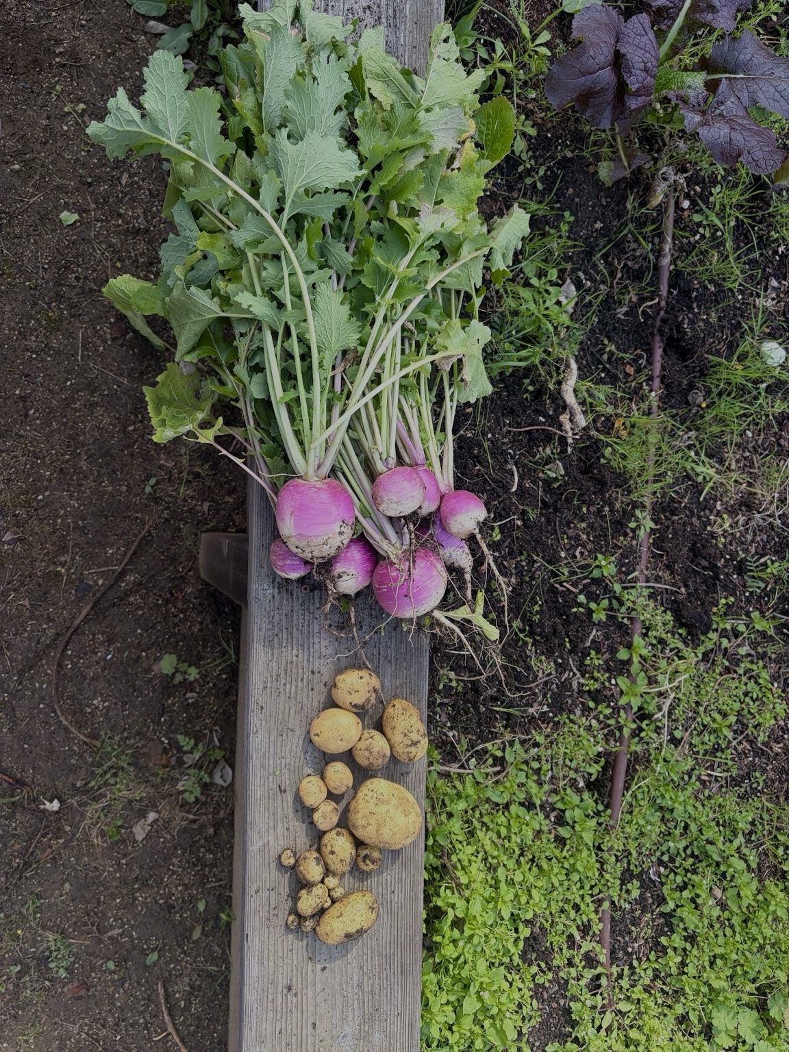 Freshly harvested turnips and potatoes