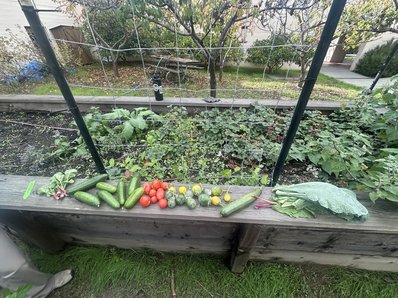 Garden harvest of vegetables arranged on a raised garden bed