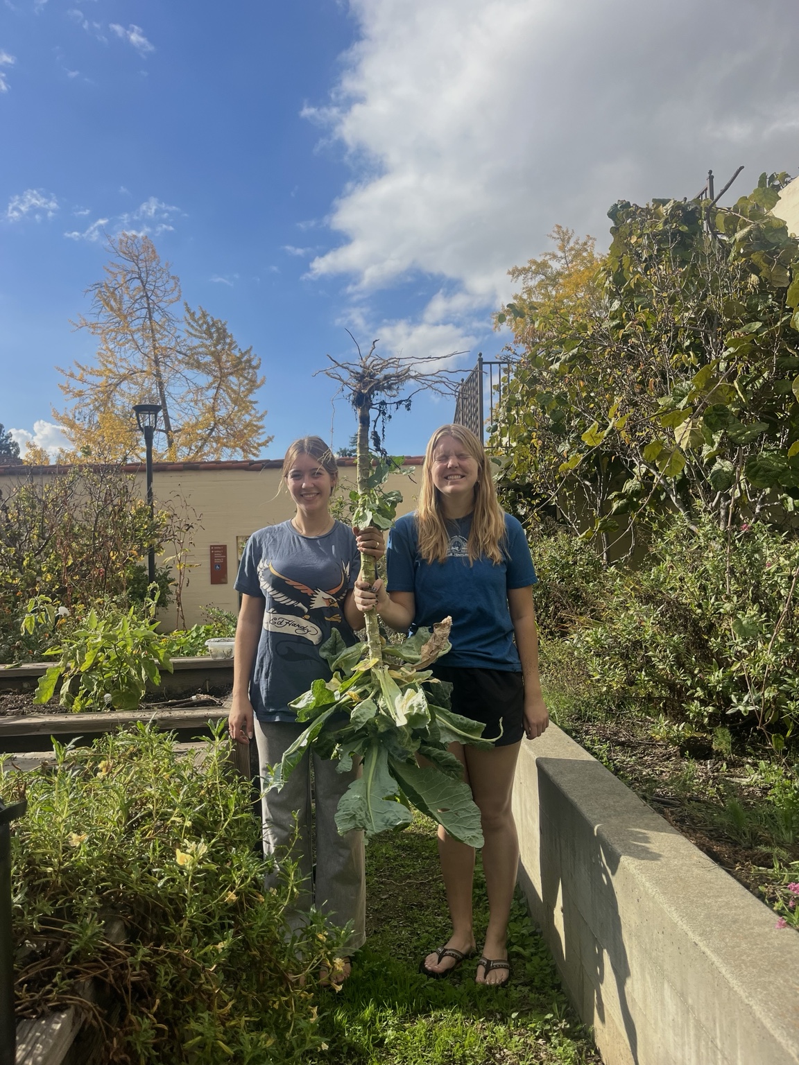 Two garden team members holding a freshly harvested plant